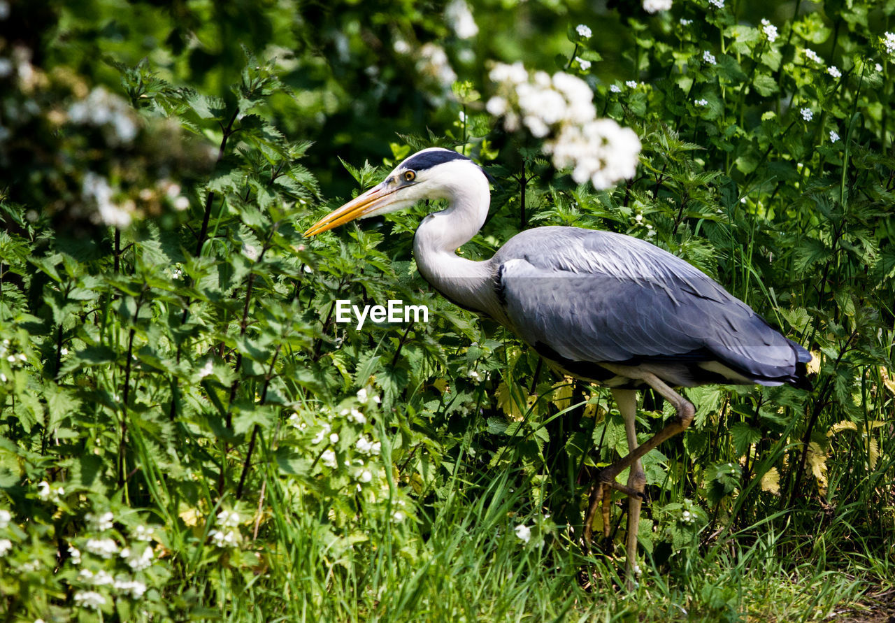 Side view of heron on grass