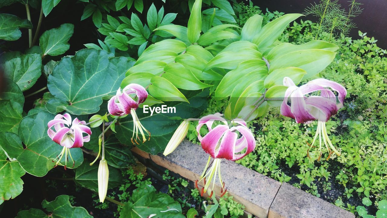 CLOSE-UP OF FRESH PINK FLOWERING PLANT