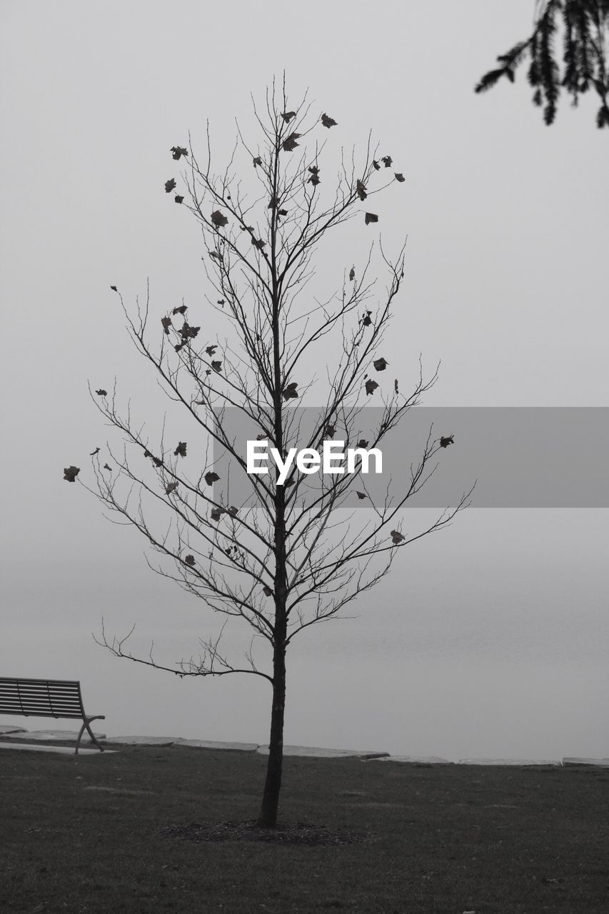 TREE AGAINST CLEAR SKY