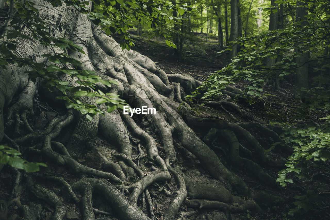 Trees growing in forest