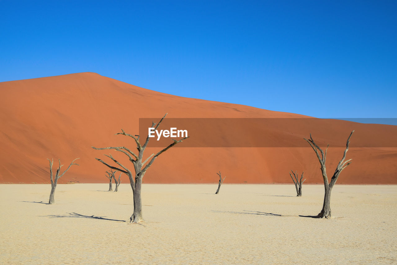 Bare tree on sand dune against clear sky