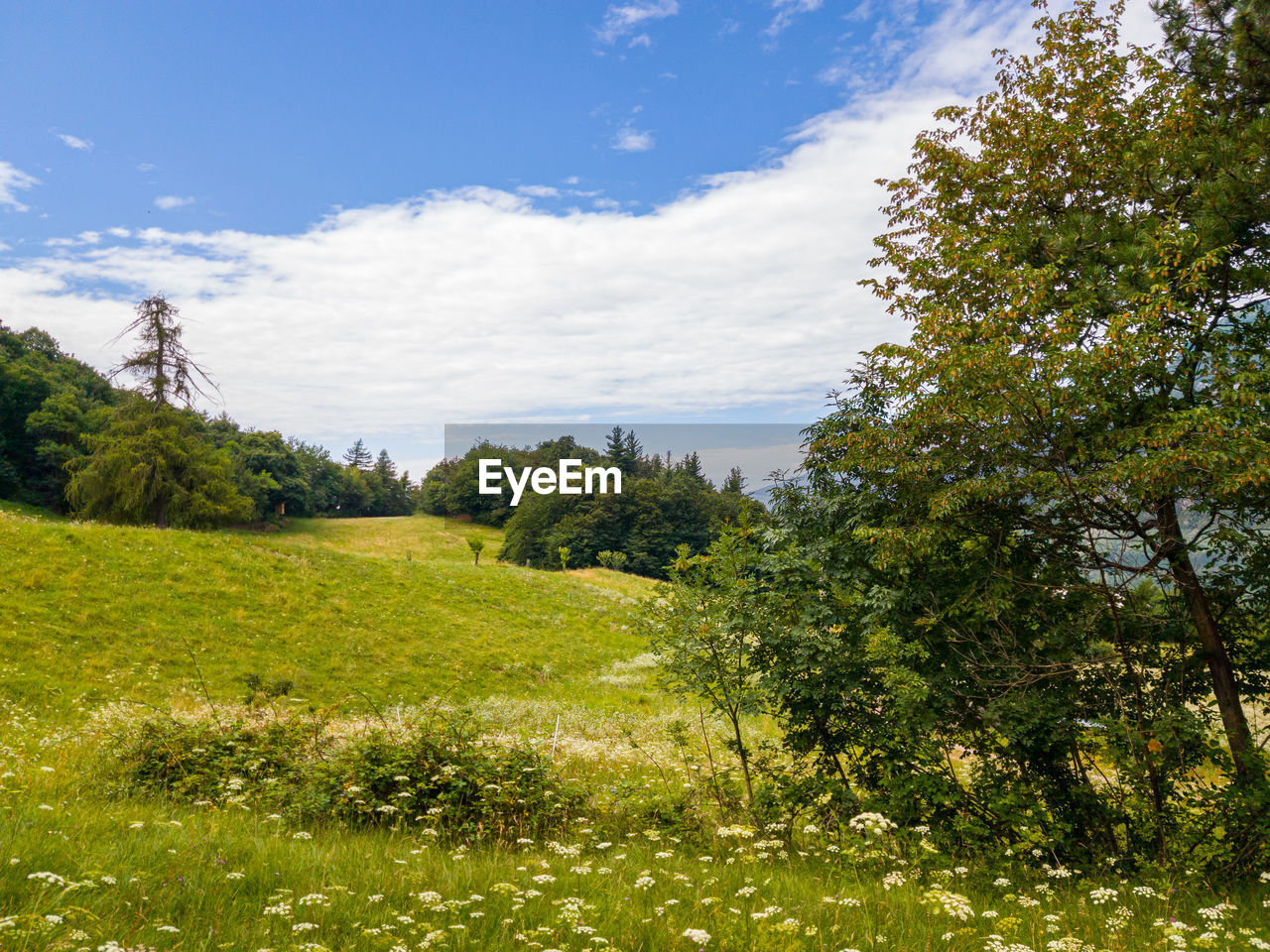 TREES AND PLANTS ON FIELD AGAINST SKY