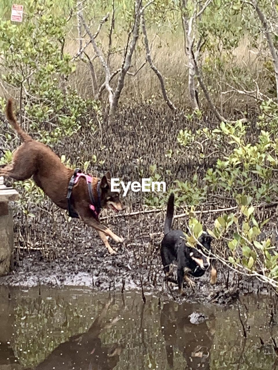 TWO DUCKS IN LAKE