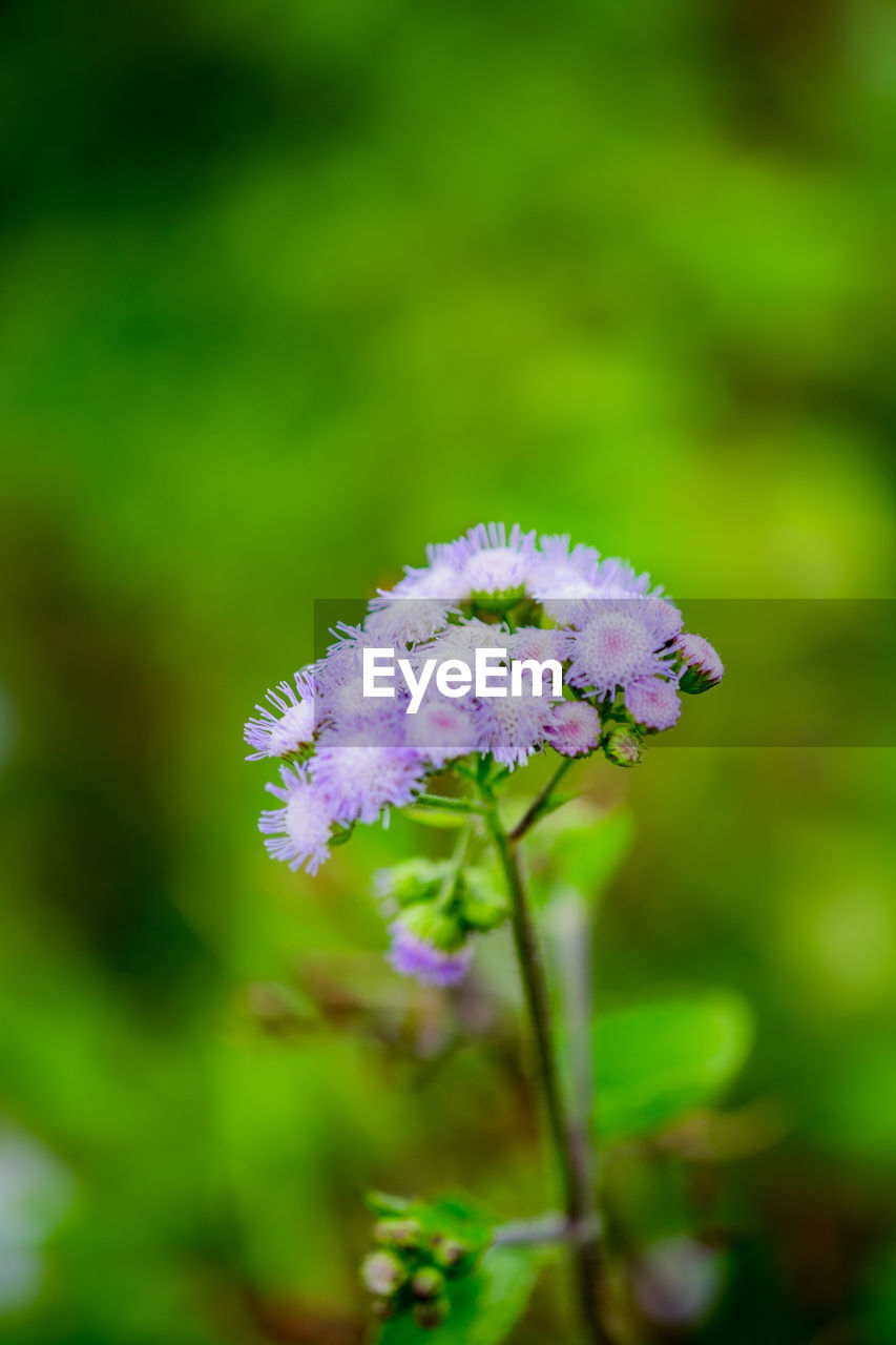 CLOSE-UP OF FLOWERS GROWING OUTDOORS