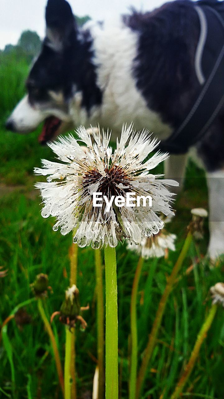 CLOSE-UP OF BUTTERFLY ON FLOWER IN FIELD