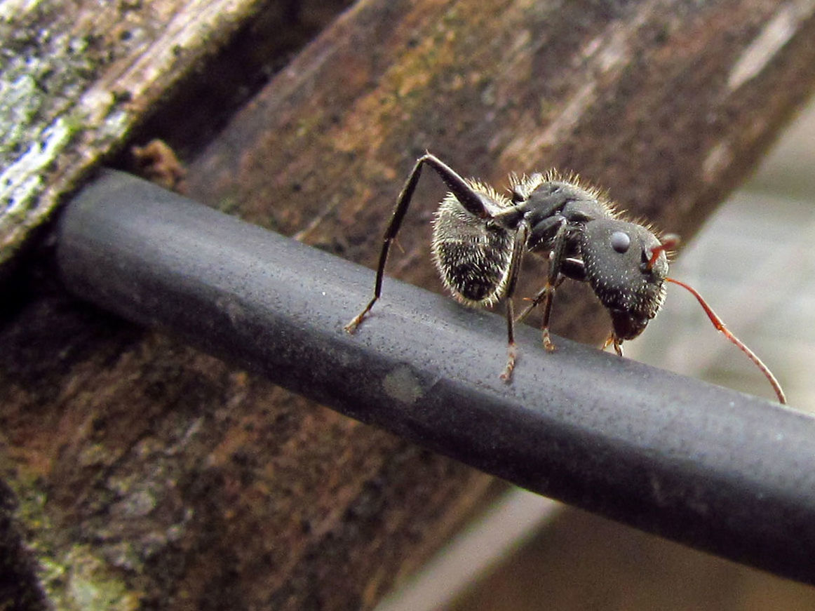 CLOSE-UP OF INSECT ON WOOD