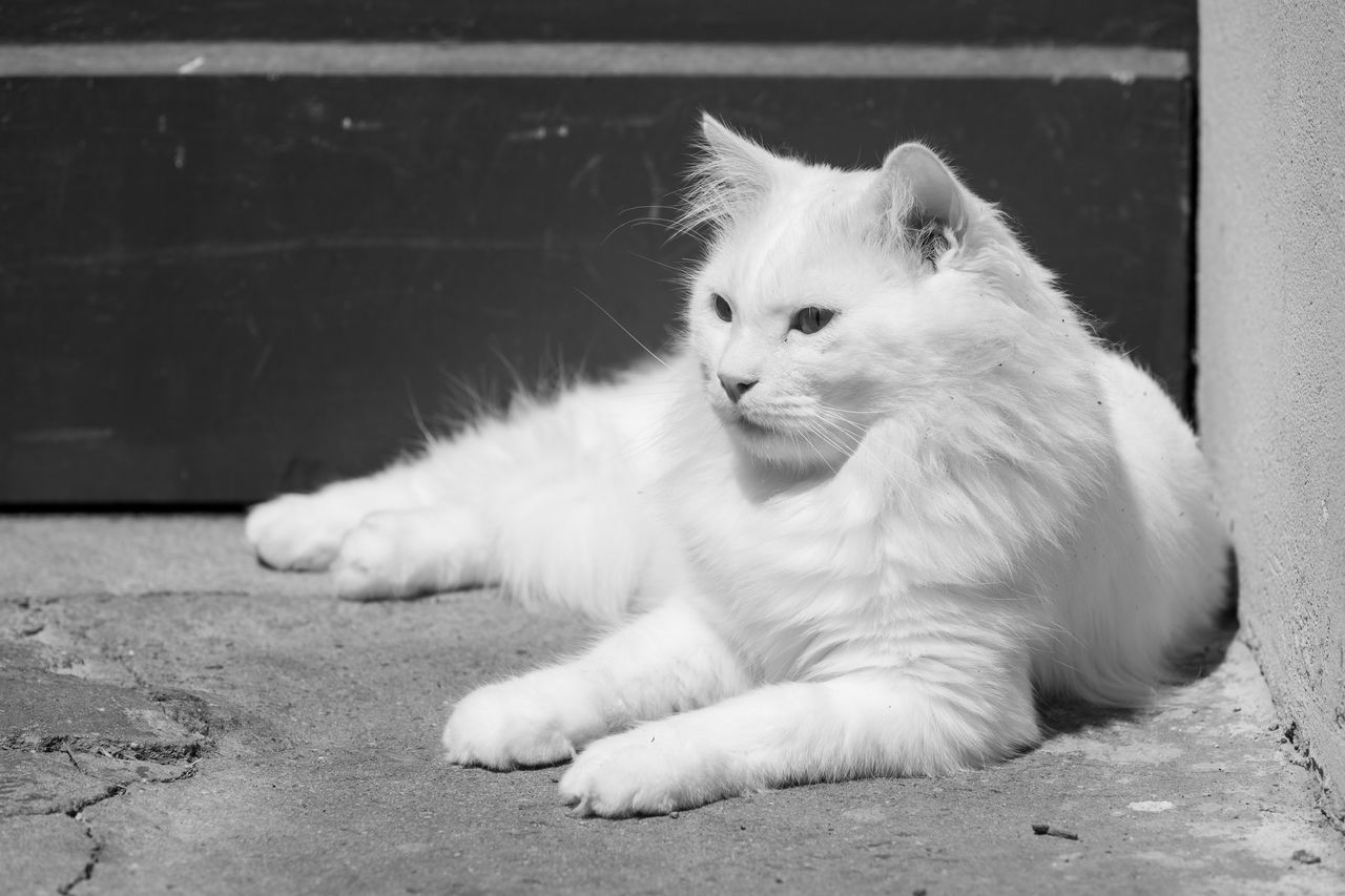 pet, white, cat, animal themes, animal, mammal, domestic animals, one animal, domestic cat, feline, whiskers, black and white, felidae, small to medium-sized cats, monochrome, monochrome photography, relaxation, no people, black, sitting, kitten, lying down, carnivore, looking, cute, looking away, animal hair, portrait