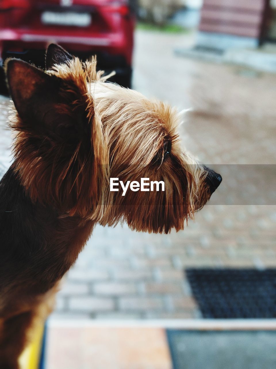 Close-up of a dog looking away