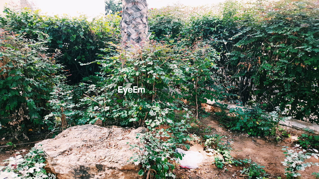 HIGH ANGLE VIEW OF FLOWERING PLANTS ON ROCKS