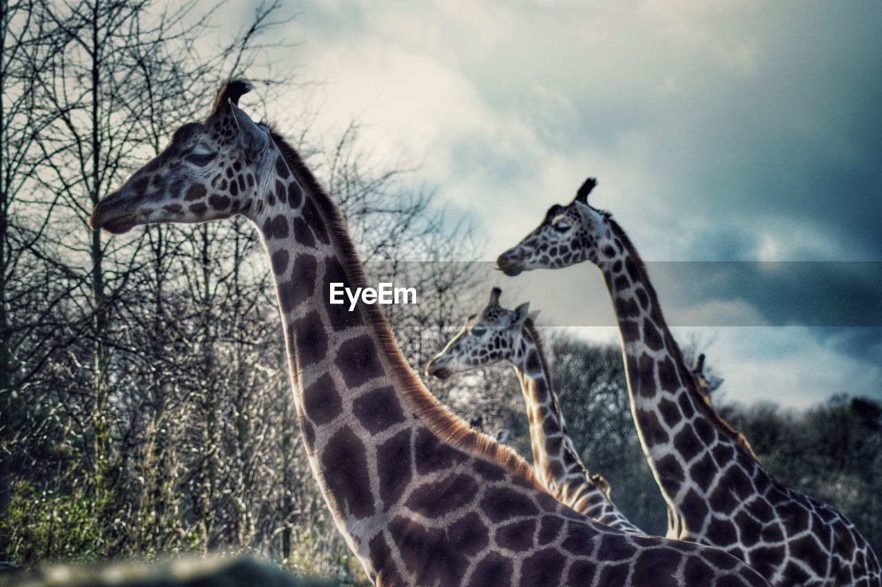 Close-up of giraffe standing against sky