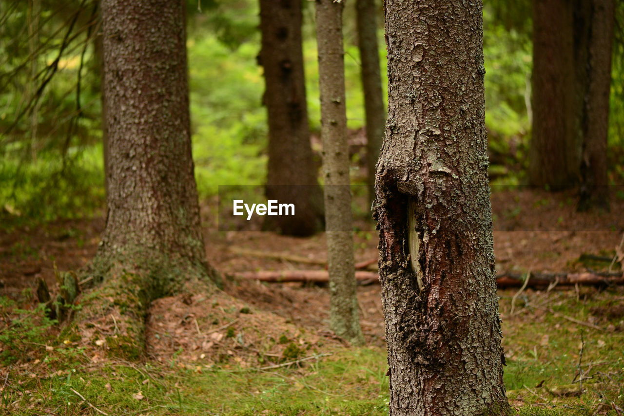 Trunks of fir trees on green moss against the background of a summer forest