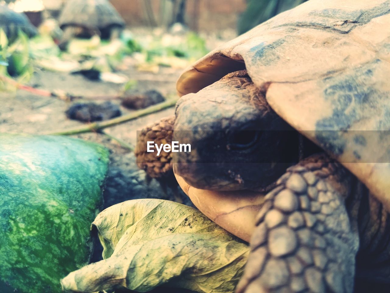 CLOSE-UP OF TURTLE IN ZOO