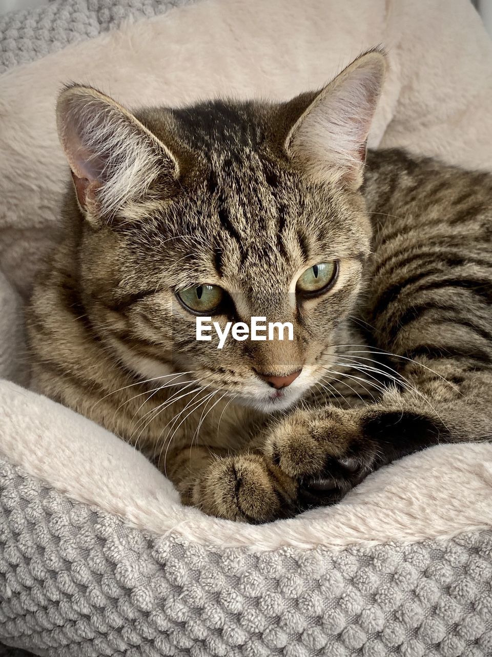 Close-up portrait of a cat