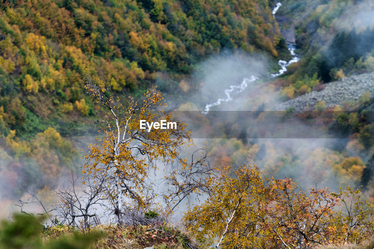 High angle view of trees in forest