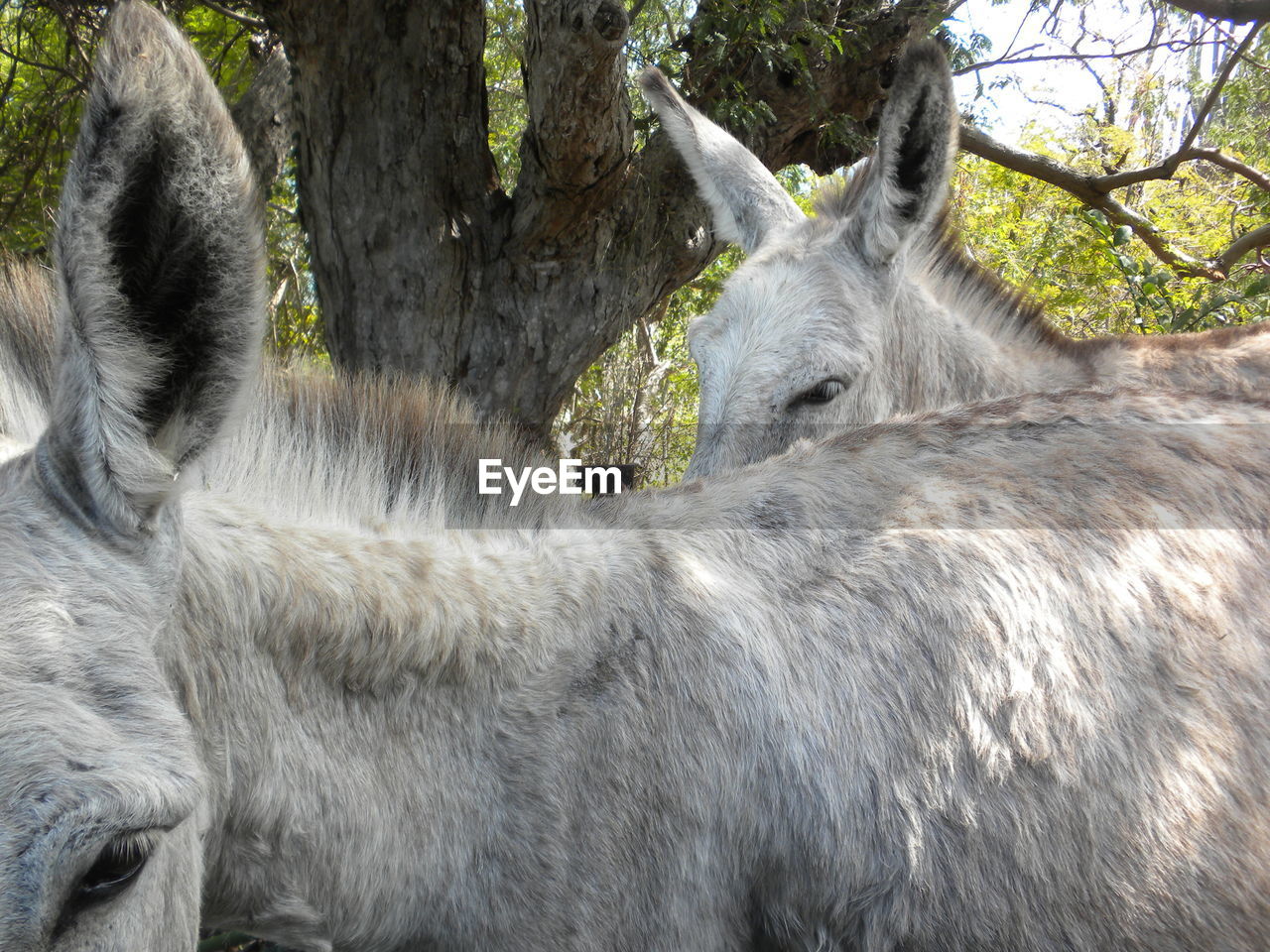 CLOSE-UP OF HORSE IN ZOO