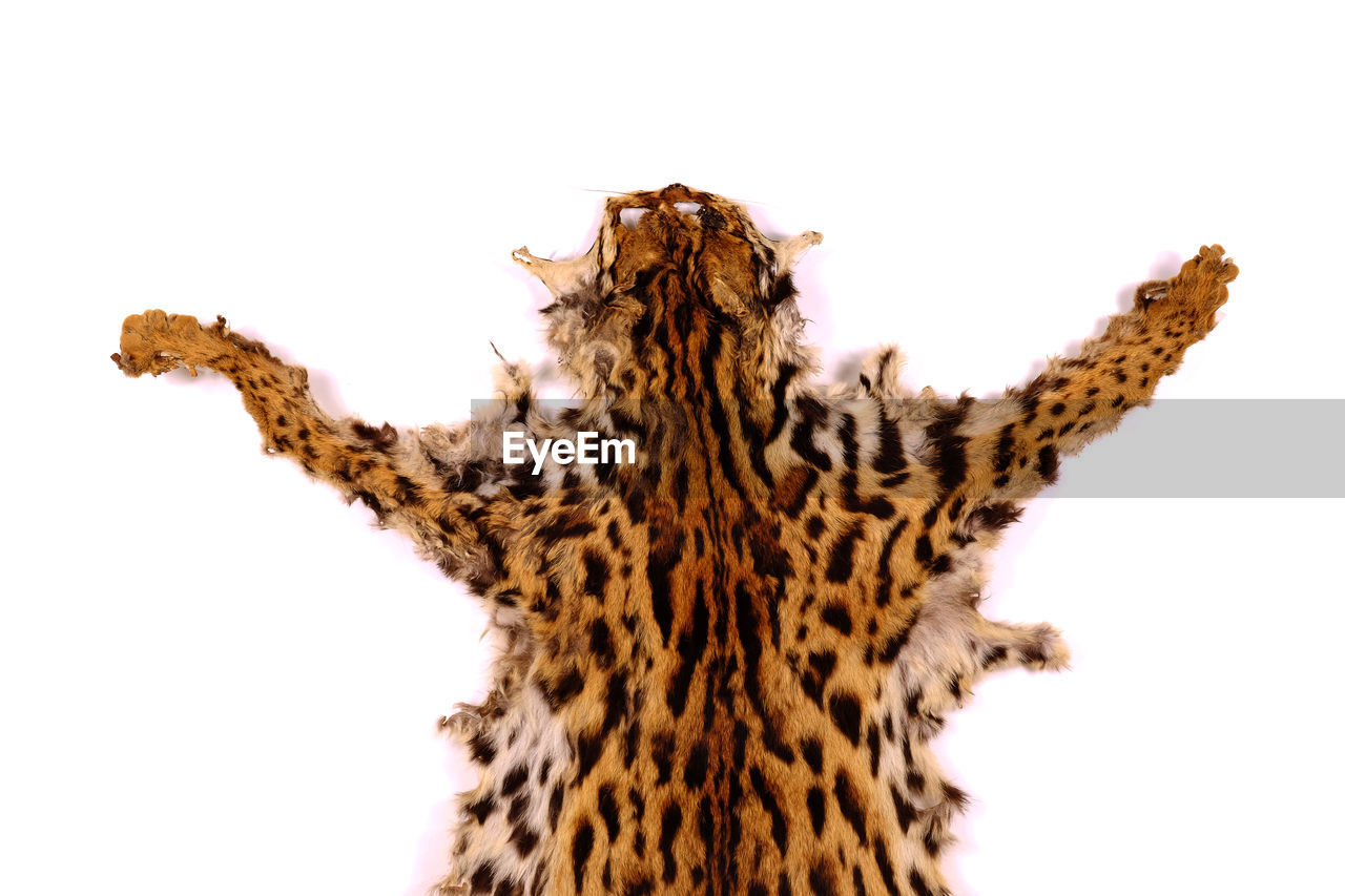 High angle view of leopard skin on white background