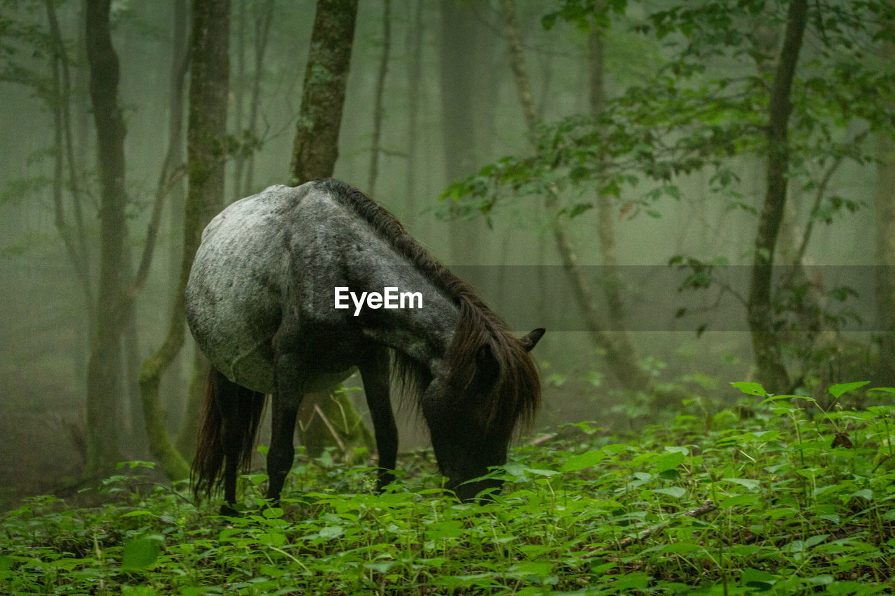 HORSE GRAZING IN FIELD