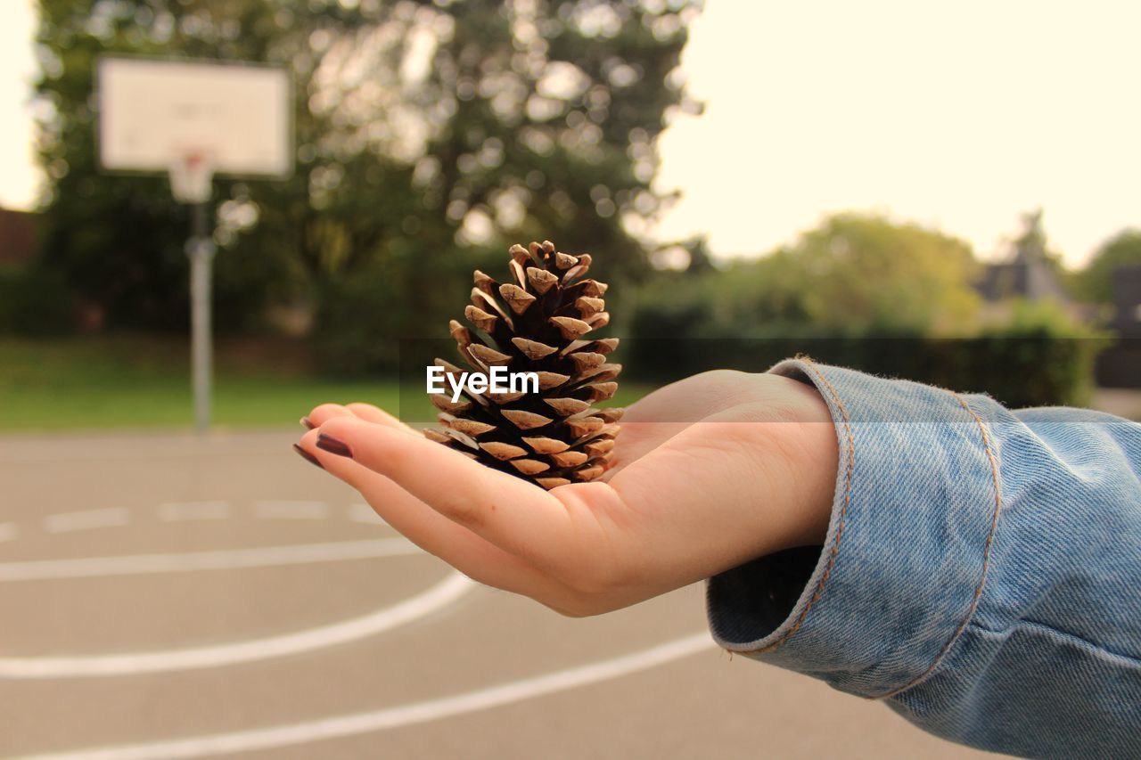 Cropped hand of woman holding pine cone