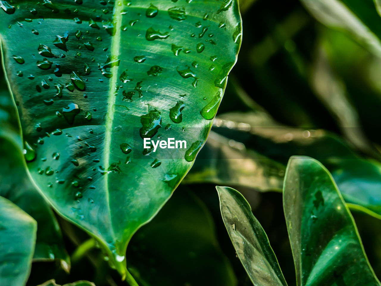 Close-up of raindrops on leaves