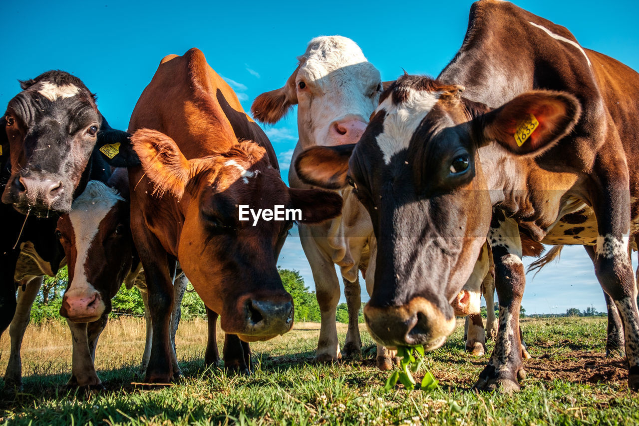 Cattle  standing on field against clear sky