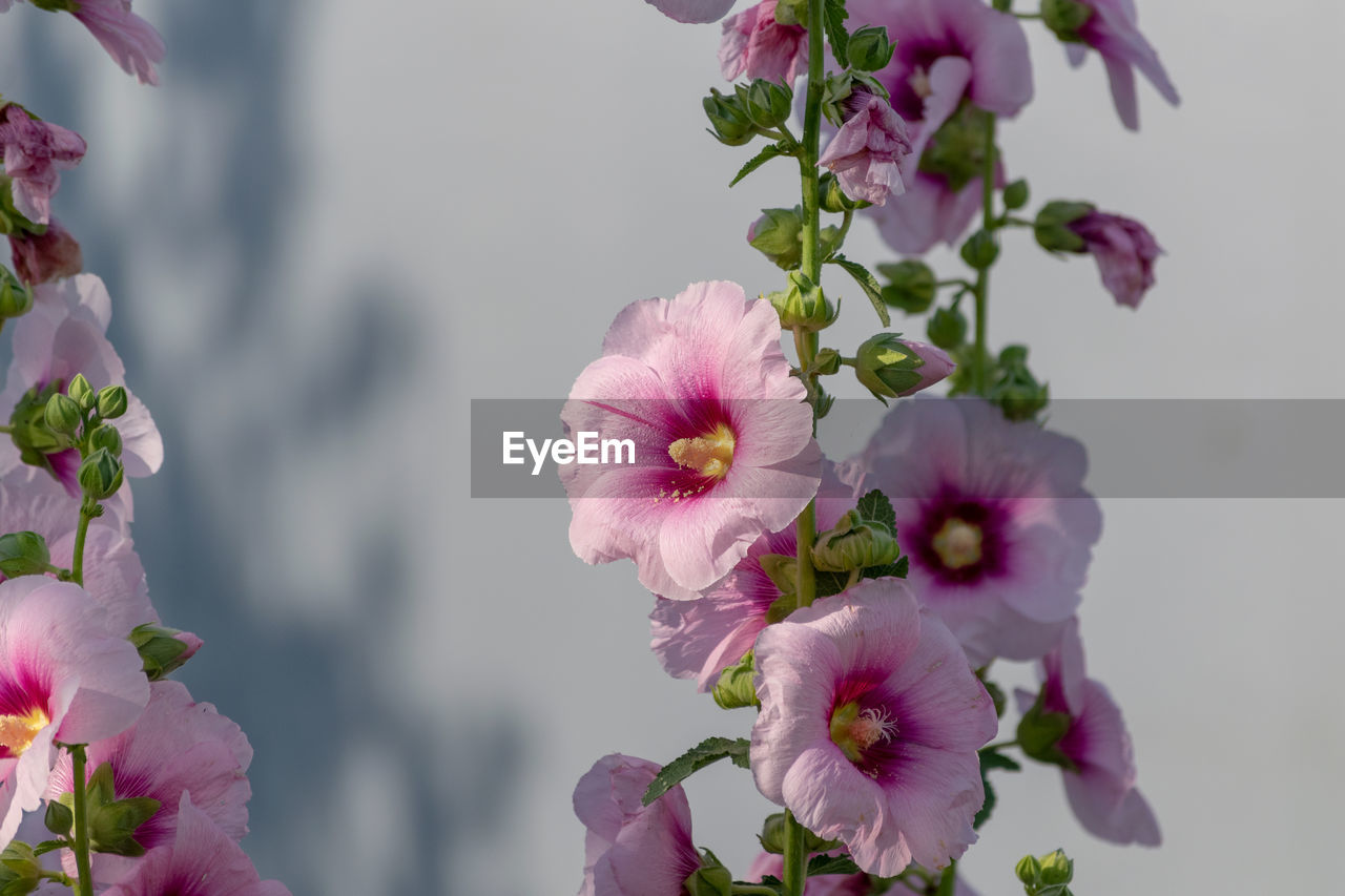 Close-up of pink flowers