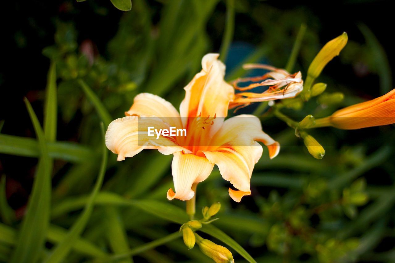 Close-up of orange day lily