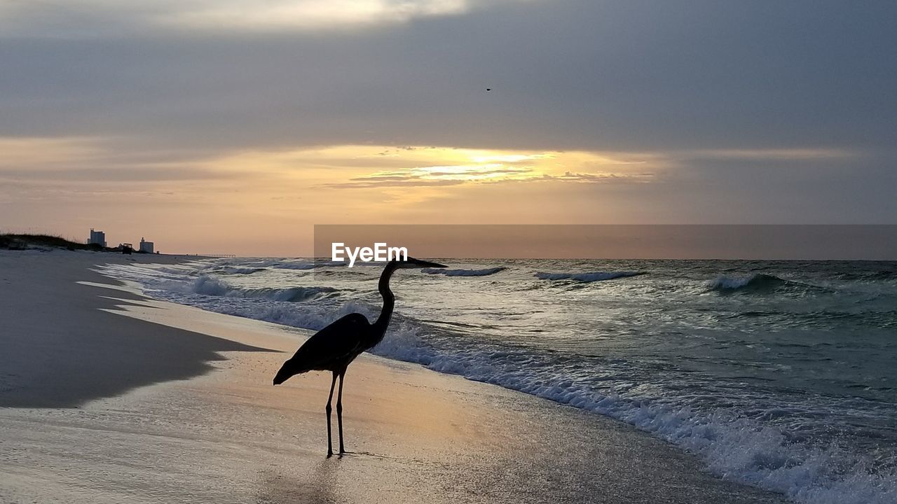 BIRD PERCHING ON SHORE BY SEA AGAINST SKY