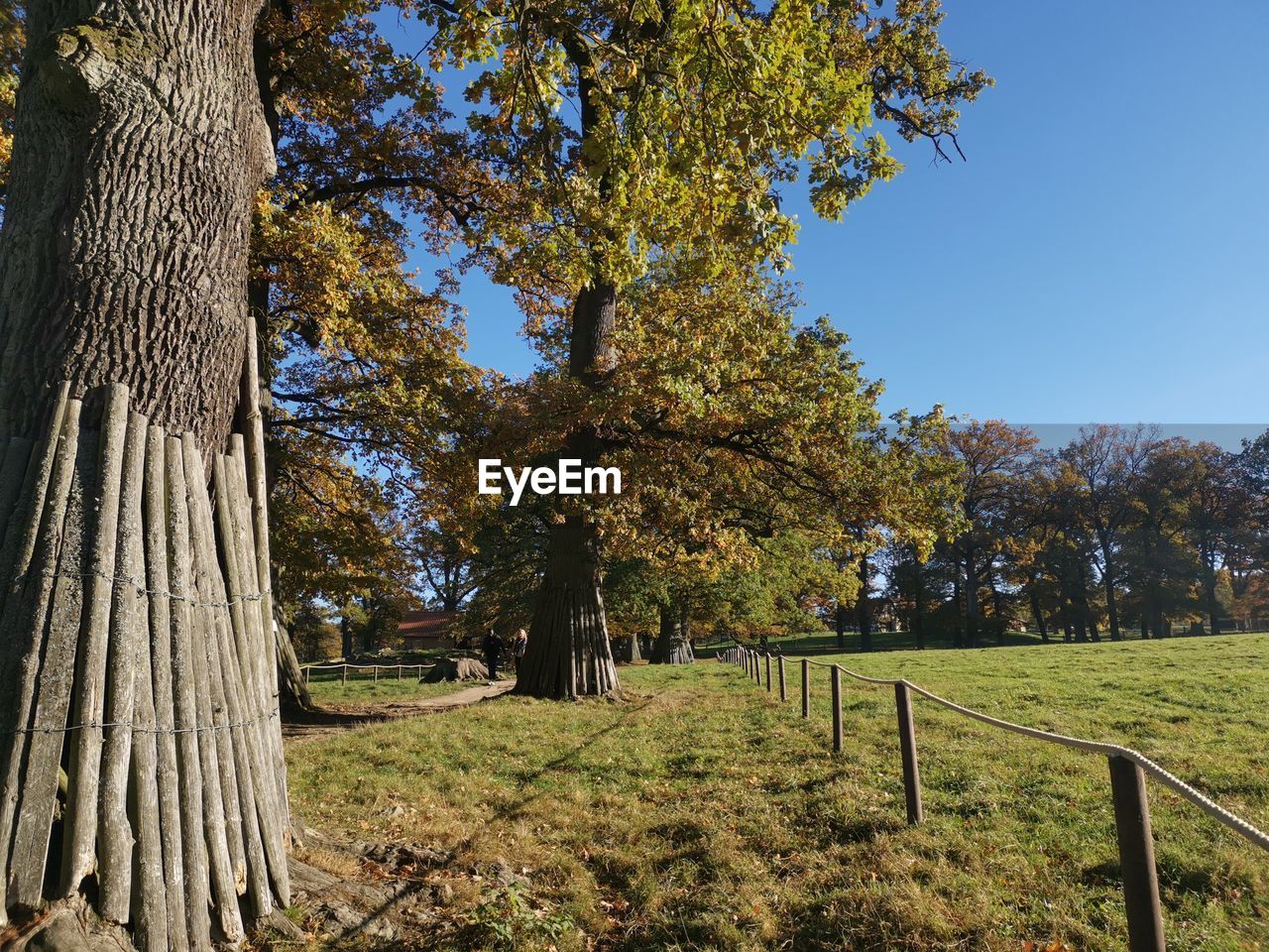 TREES GROWING ON FIELD