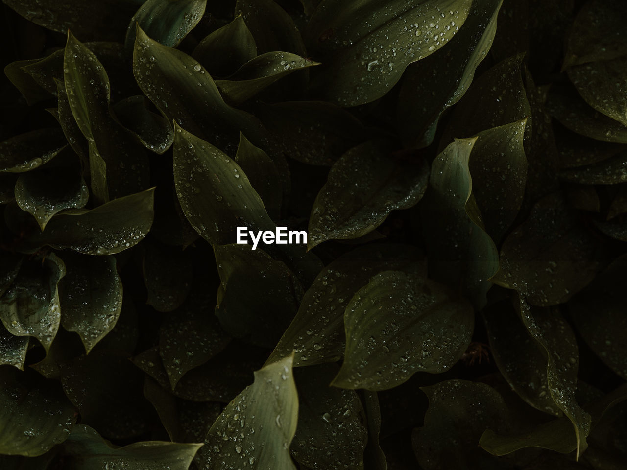 Dark and moody green ferns