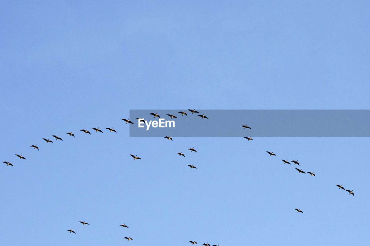BIRDS FLYING AGAINST SKY