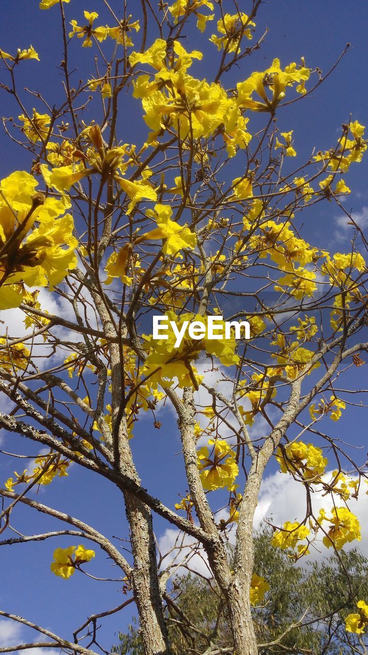 LOW ANGLE VIEW OF YELLOW FLOWER TREE