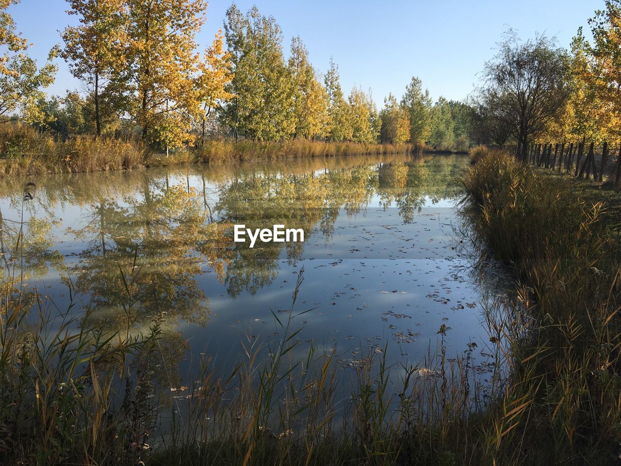 SCENIC VIEW OF LAKE IN FOREST