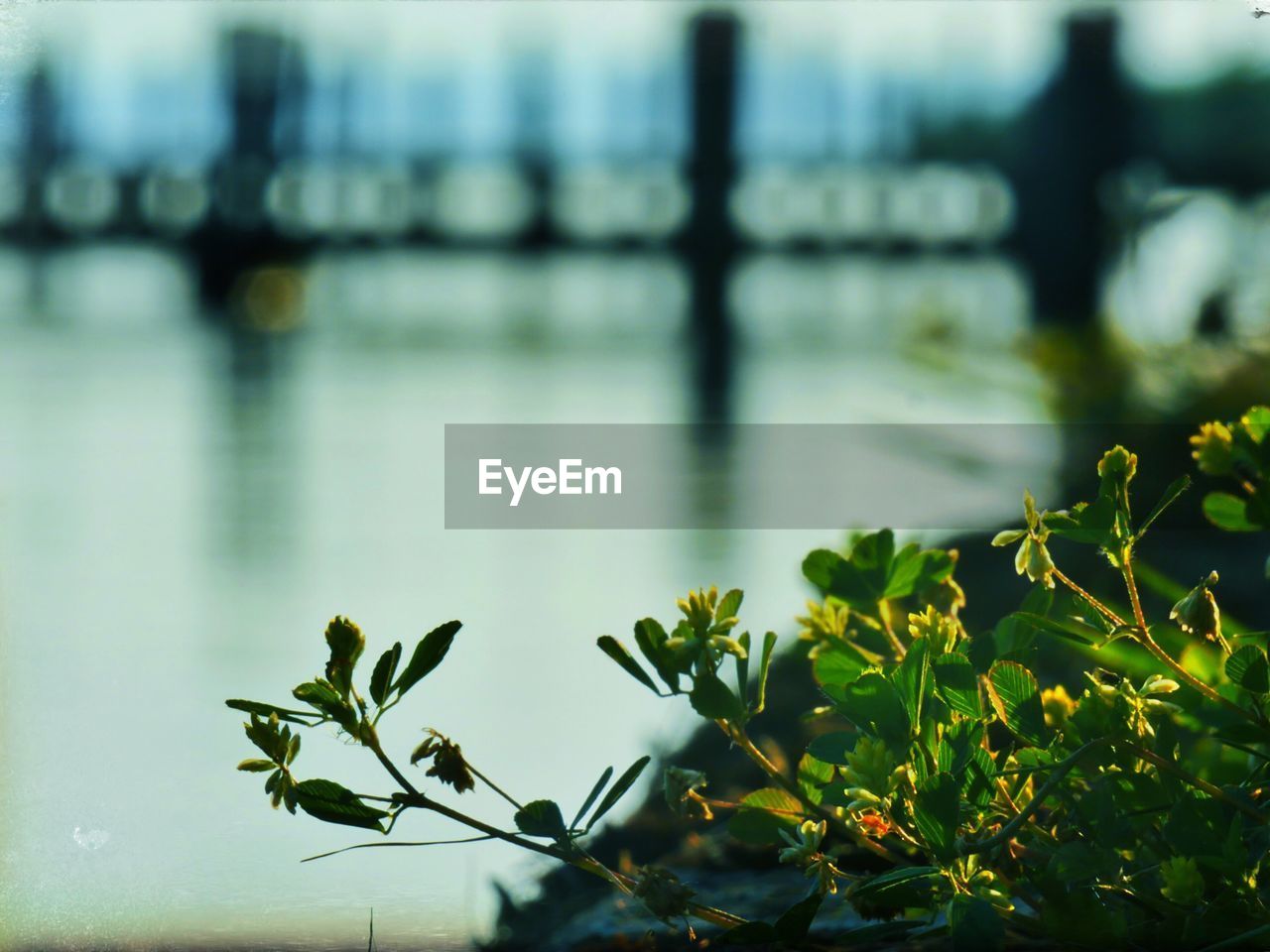 CLOSE-UP OF PLANT AGAINST WATER