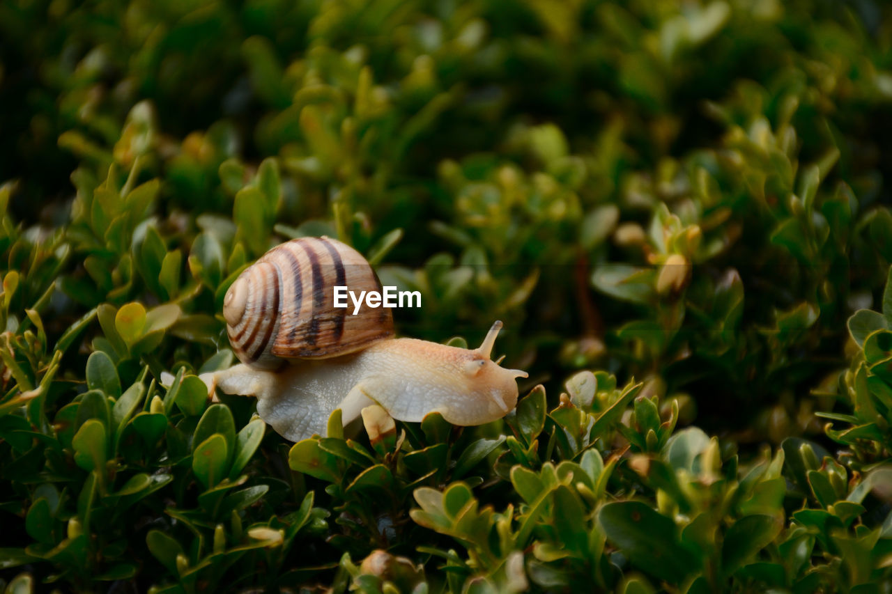 CLOSE-UP OF SNAIL ON LEAF