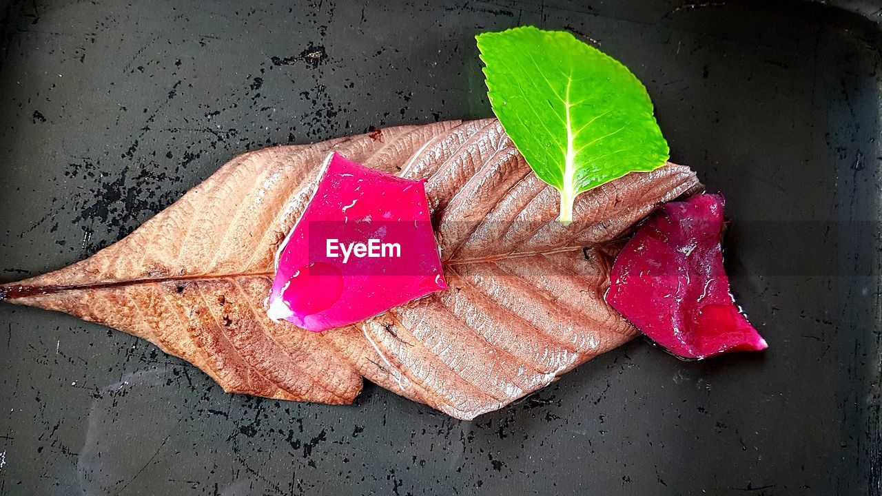 HIGH ANGLE VIEW OF PINK PETALS ON LEAVES