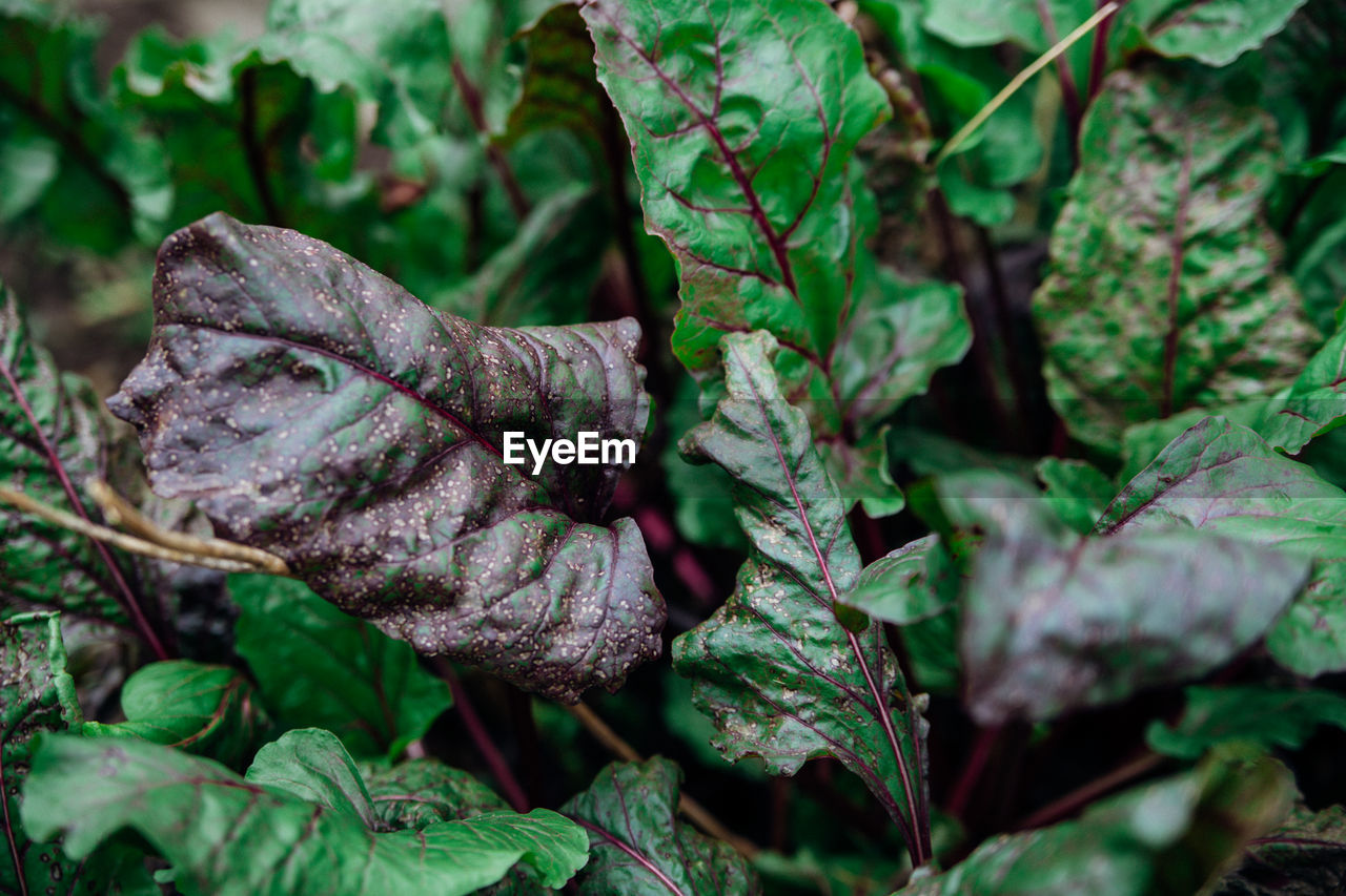 Background of green beet leaves with red stems. spotted leaves close-up. natural texture. 