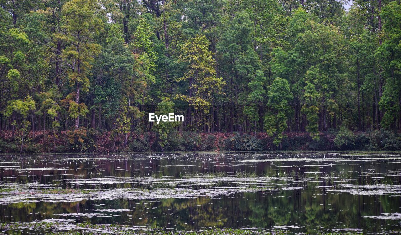 TREES AND PLANTS IN LAKE