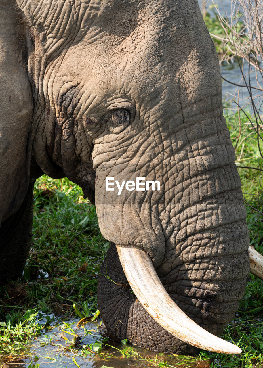 indian elephant, animal themes, animal, animal wildlife, elephant, mammal, wildlife, one animal, animal body part, african elephant, no people, plant, safari, animal trunk, nature, zoo, tusk, day, animal head, wrinkled, outdoors, tree, side view, grass, portrait, tourism