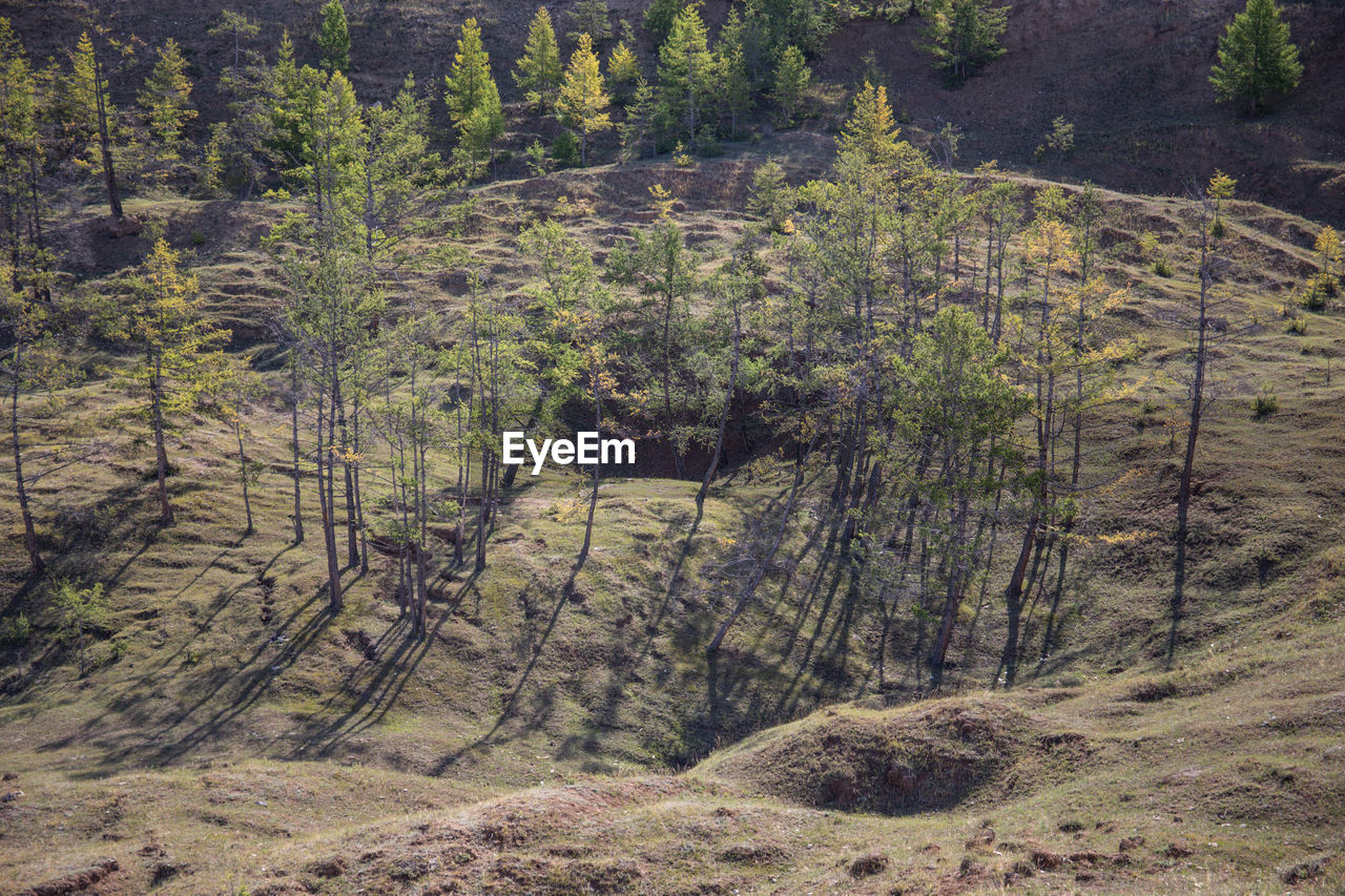 High angle view of pine trees in forest