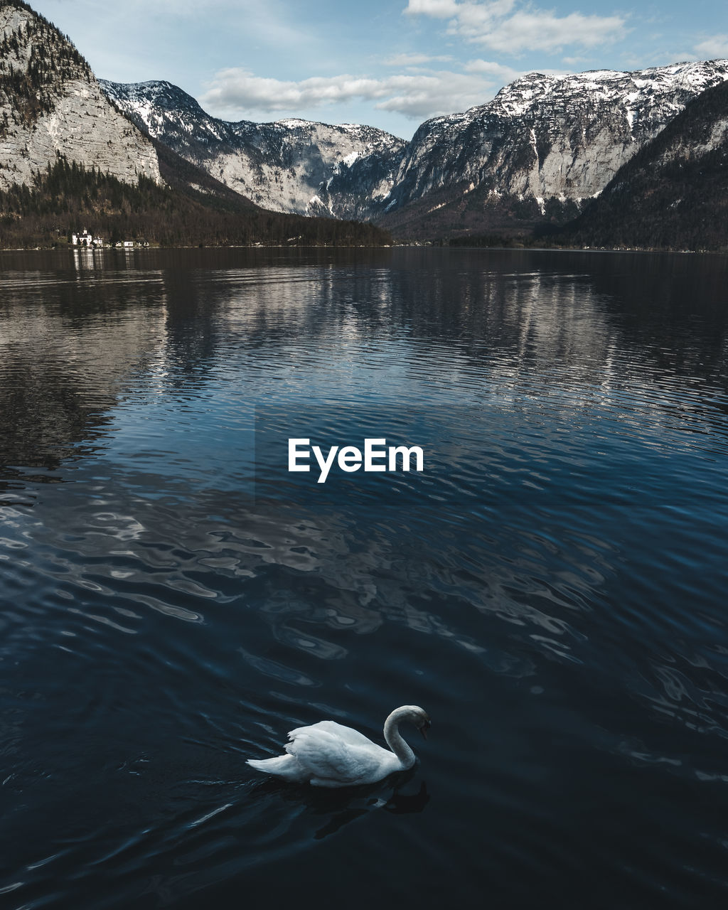 Swan swimming in lake