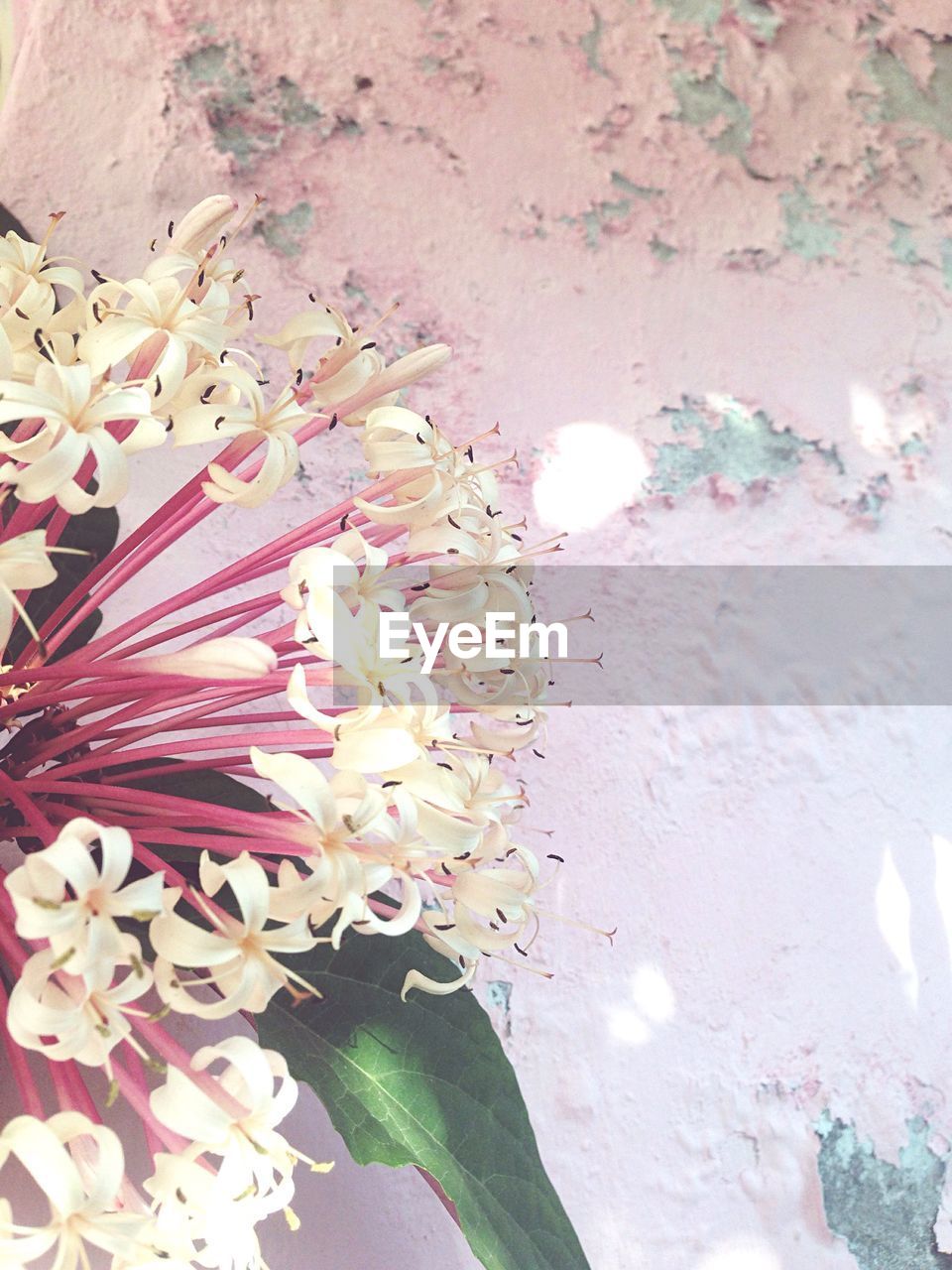 High angle view of white flowers blooming against peeled wall