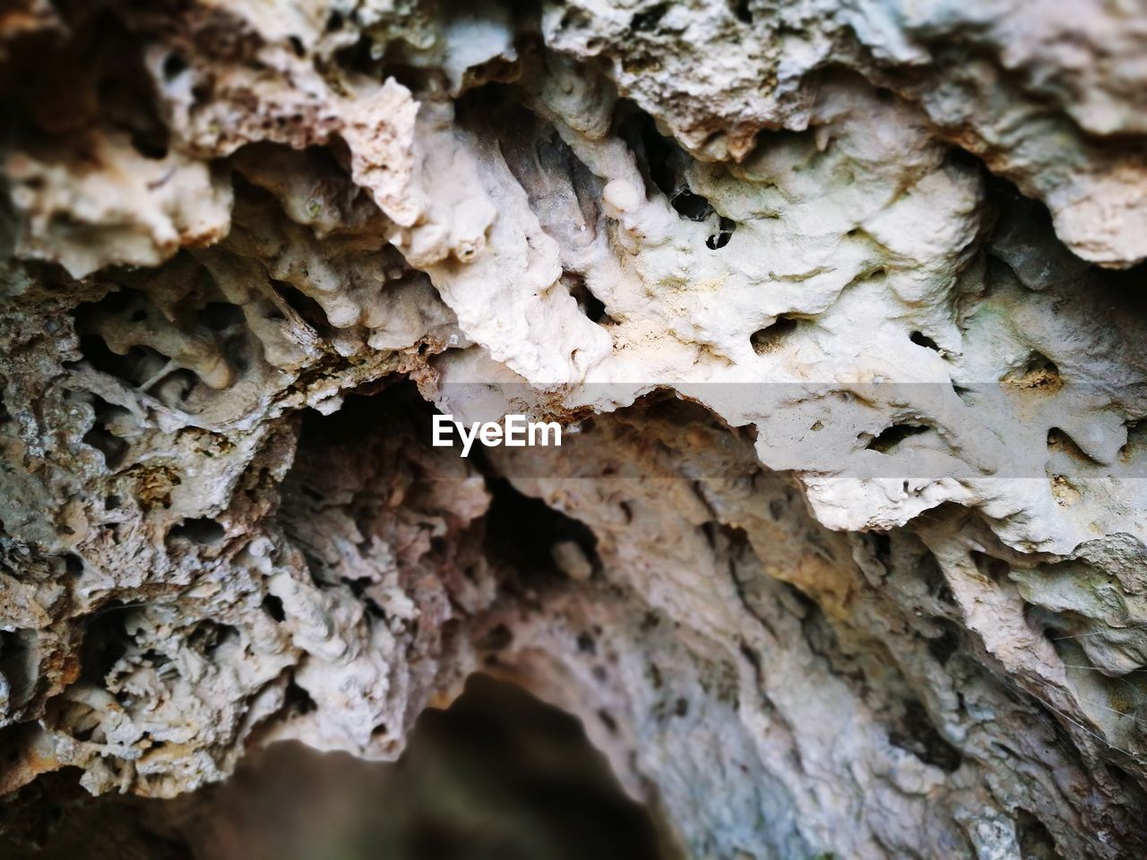 CLOSE-UP OF MUSHROOMS ON TREE TRUNK