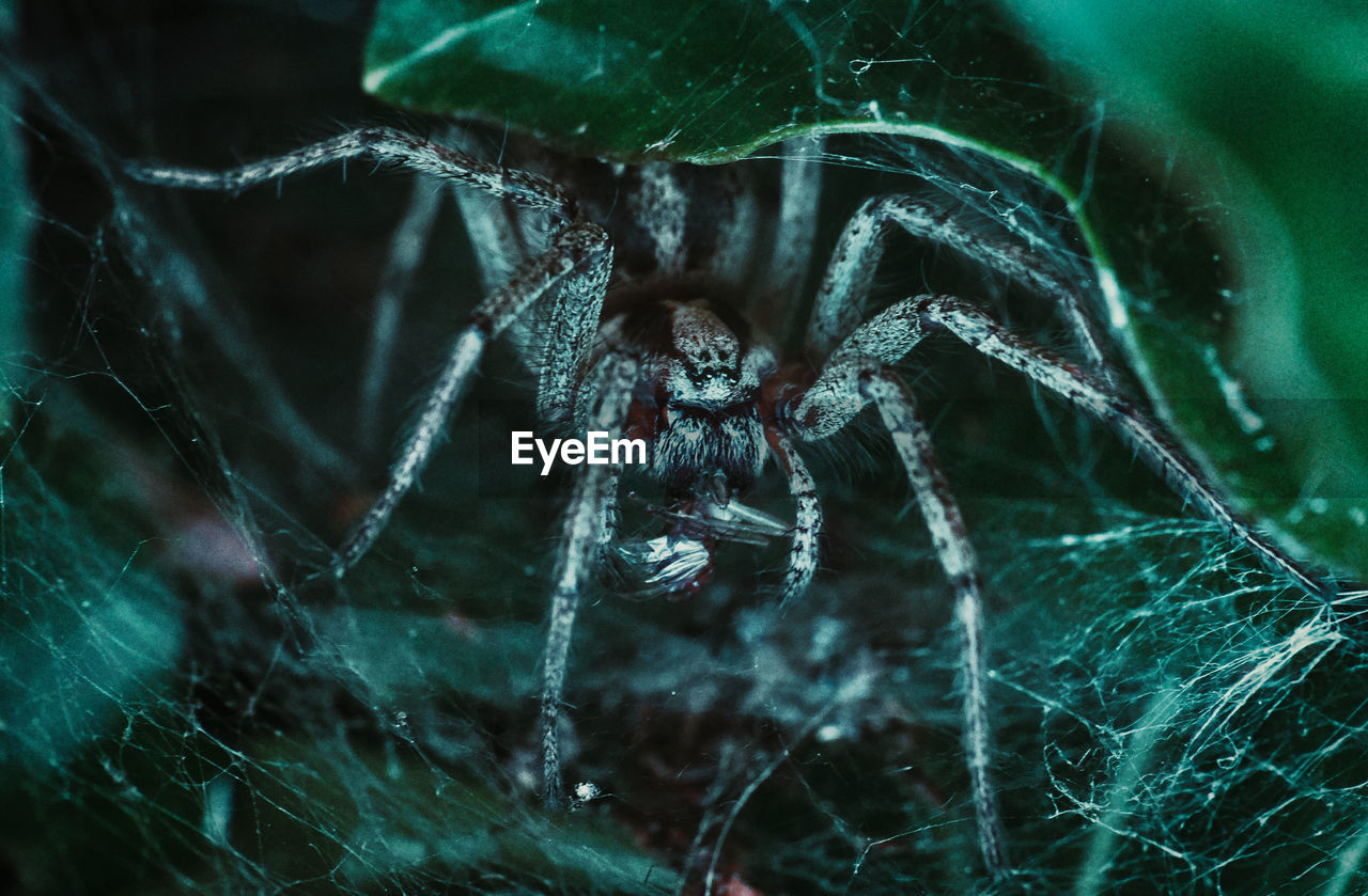 Close-up of spider on web