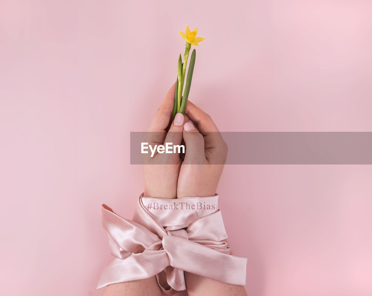 pink, petal, studio shot, hand, one person, ribbon, flower, gift, plant, holding, indoors, women, bow, adult, tied bow, flowering plant, celebration, colored background, pink background, nature, beauty in nature, copy space, close-up, emotion, young adult, finger, event, clothing