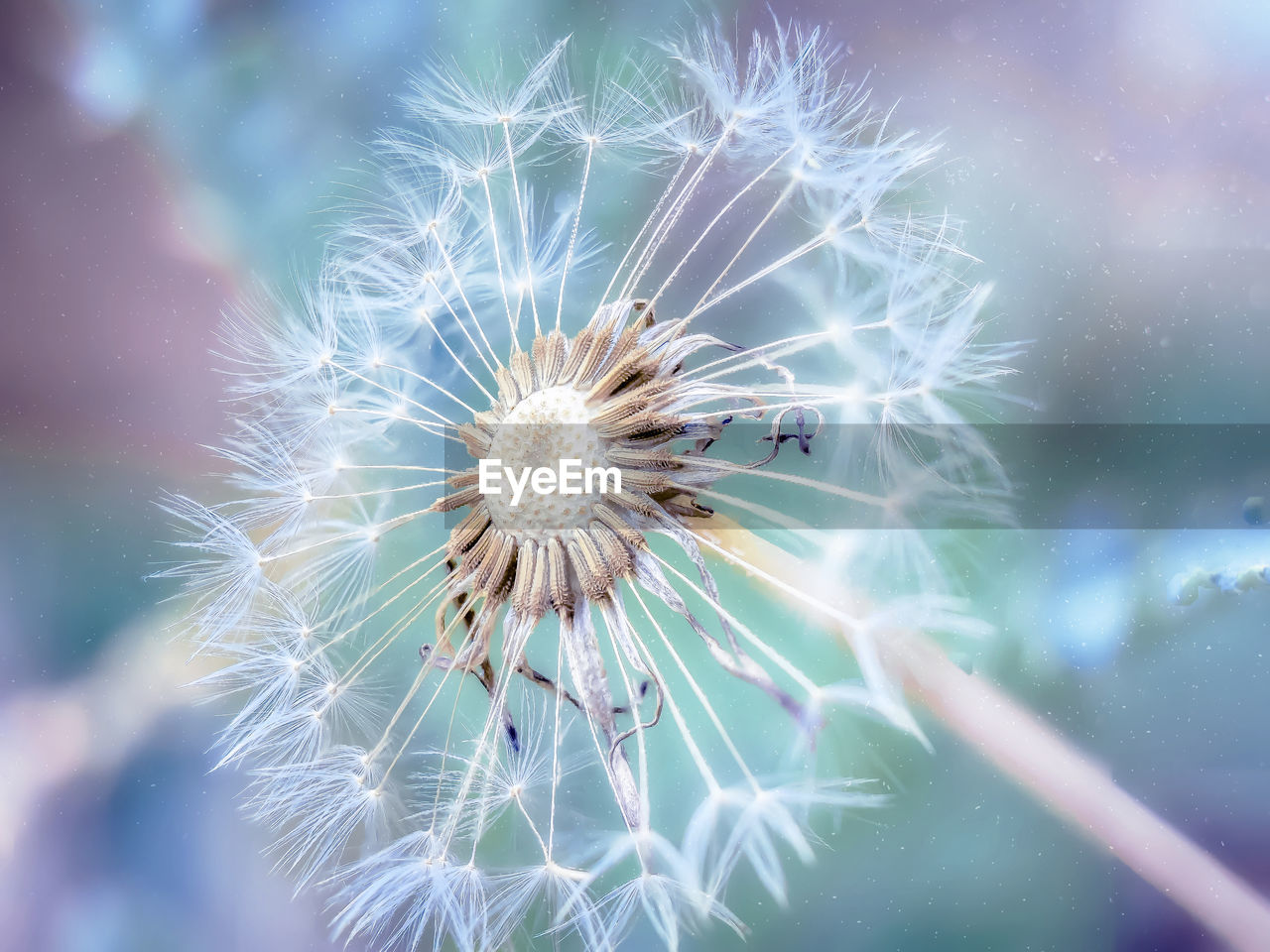 Close-up of dandelion on plant