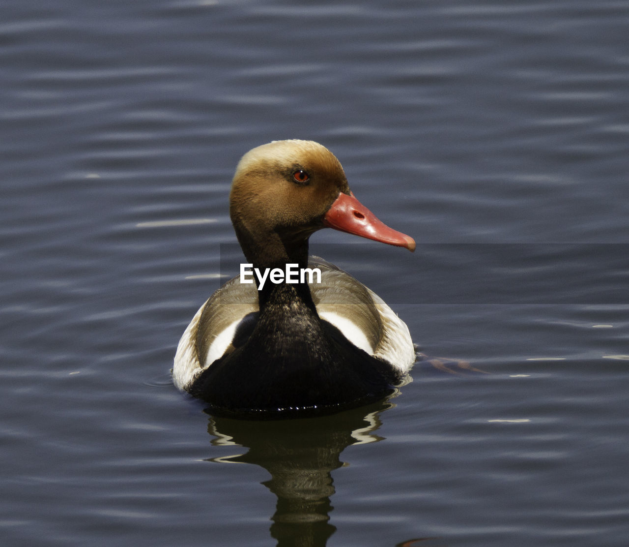 Close-up of duck swimming on lake