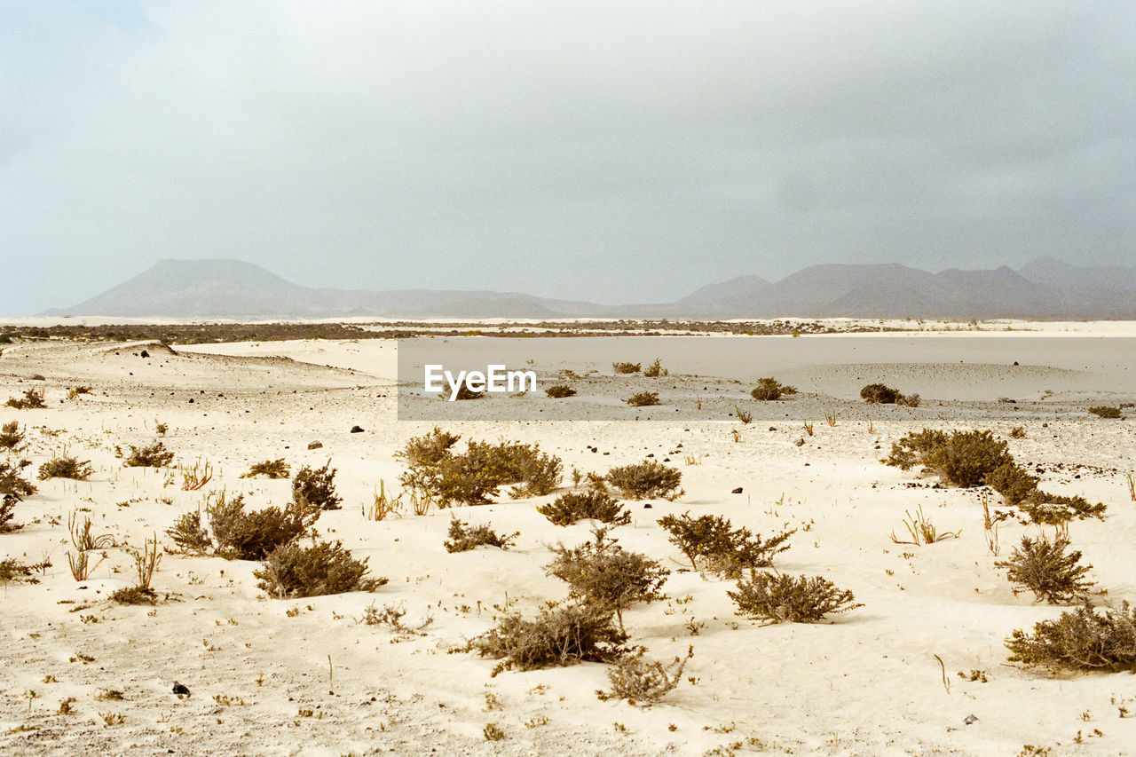 View on the sand dunes of corralejo, fuerteventura.