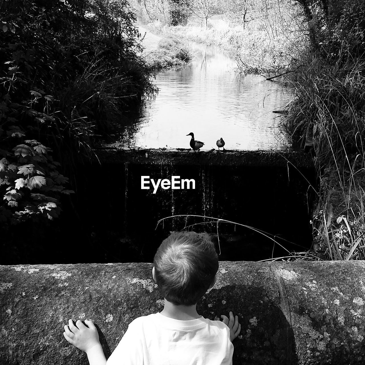 High angle view of boy looking at birds on retaining wall