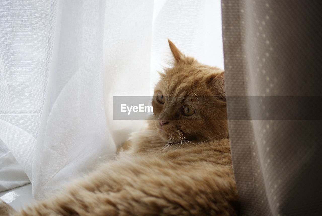 CLOSE-UP OF A CAT WITH EYES CLOSED