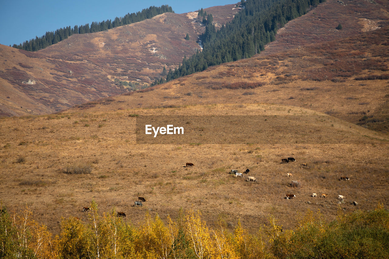 HIGH ANGLE VIEW OF A FIELD